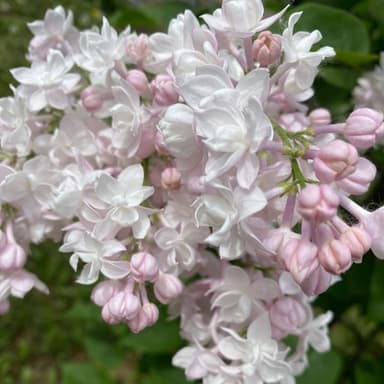 Фотография Натали